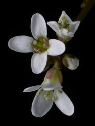 Cardamine coronata. Side and top view of flowers.
 Image: P.B. Heenan © Landcare Research 2019 CC BY 3.0 NZ